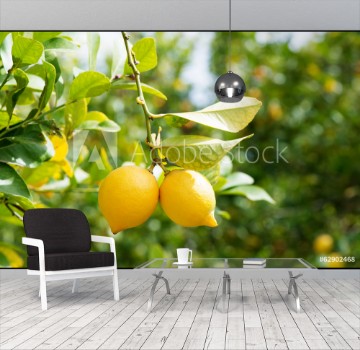 Picture of Lemons in orchard